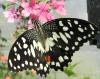 Papilio demoleus